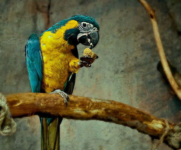 Reflective Moonlit Bra – The Gold Parrot