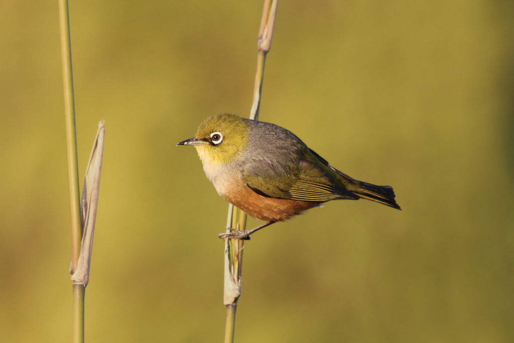 Identifying New Zealand birds