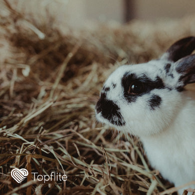 Your Quick Care Guide: Rabbits