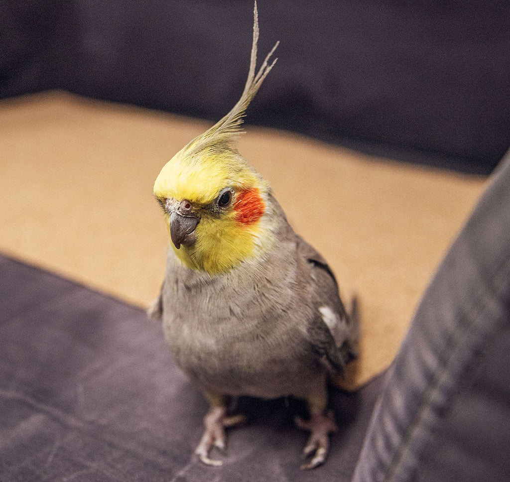 Cockatiel Quick Care Guide