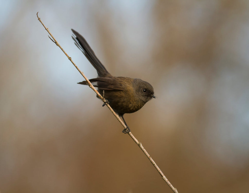 A guide for attracting New Zealand birds to the garden