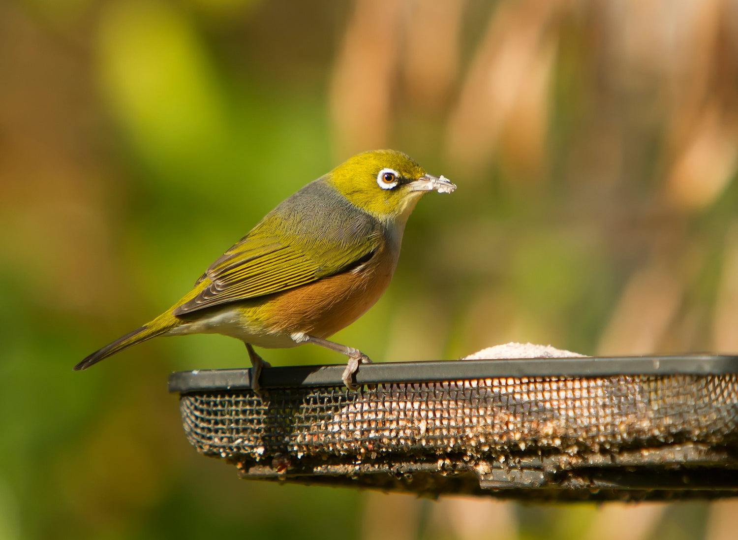 Feeding garden birds - should we do it?