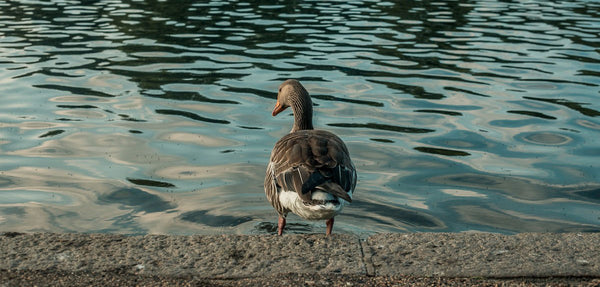 Don't Feed Bread to Ducks | Lucky Duck is the Healthy Alternative ...