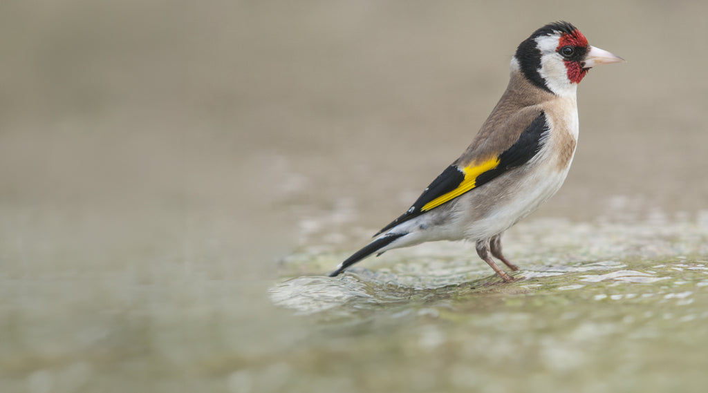 To the hydration stations! How to help wild birds hydrate