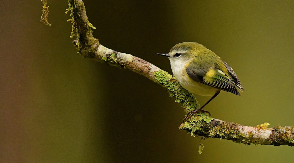 Profile: Martin Barwood, bird photographer