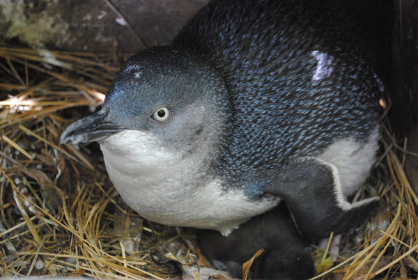 Are penguins getting the cold shoulder? - Topflite NZ