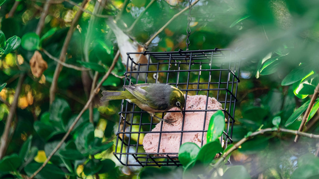 Two tauhou (waxeyes) feed on a Bug & Berry Energy Cake