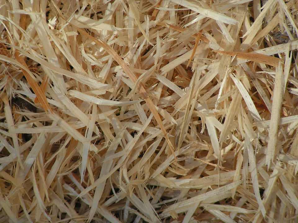 Product Spotlight: Pine Shavings