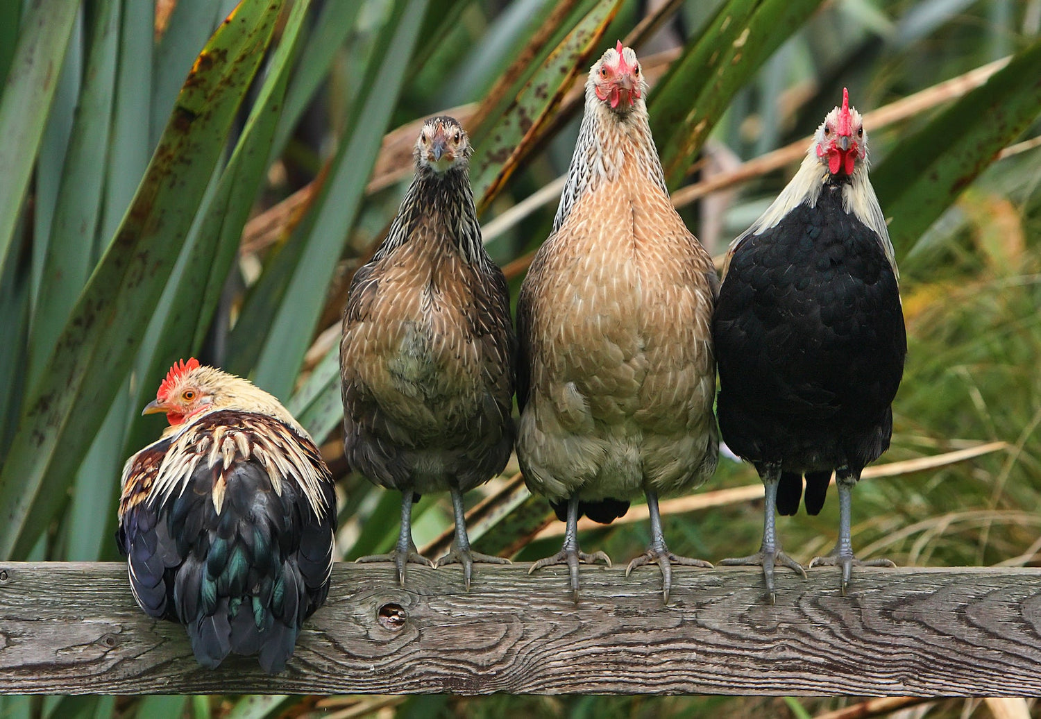 Chickens sitting on a fence