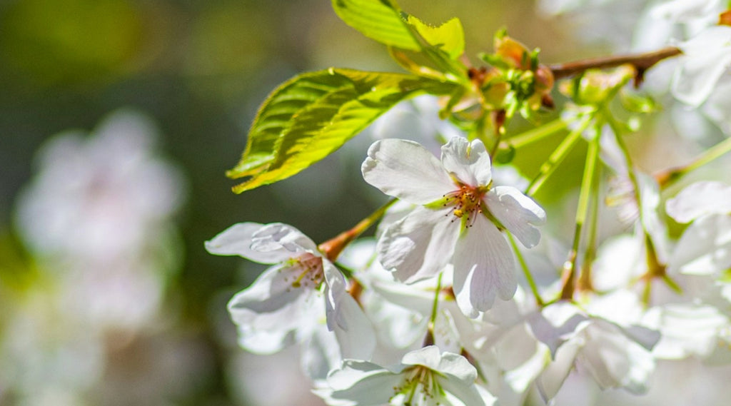 How to create a springtime feast for birds