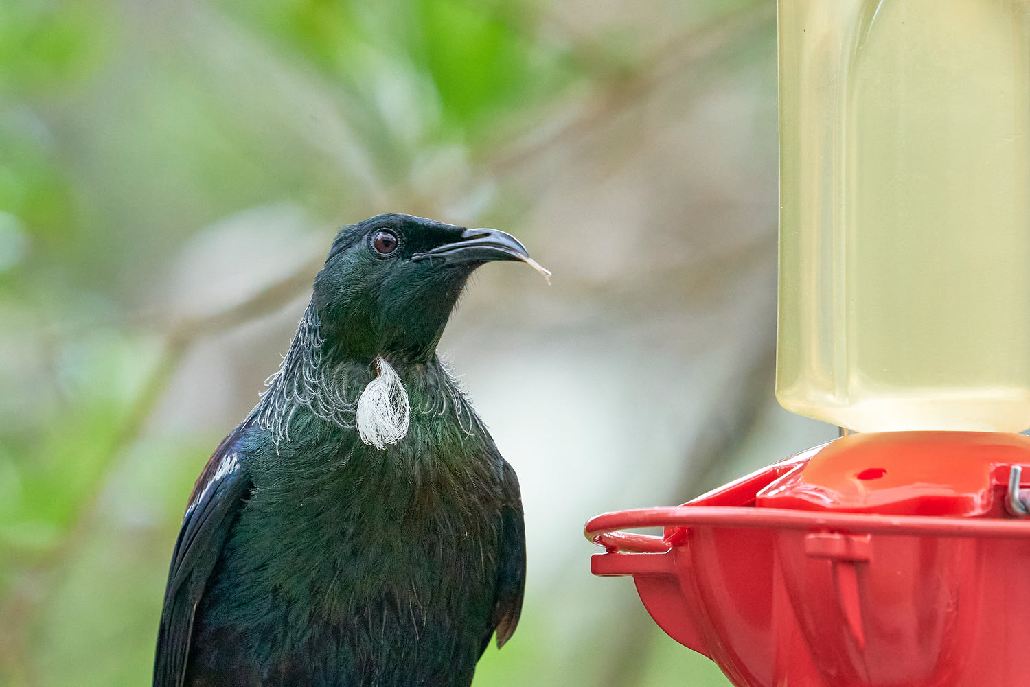 Garden bird outlet stands