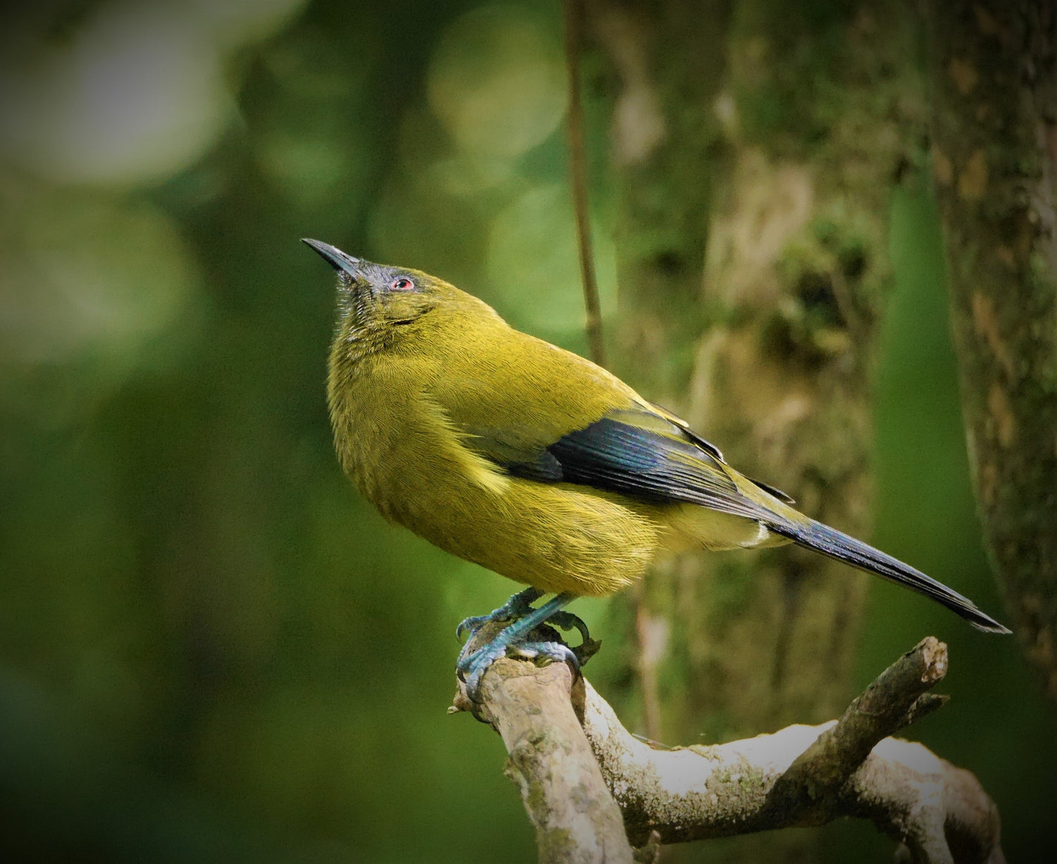 From the sieving whio to the sipping korimako: what do beaks tell us about a bird’s diet?