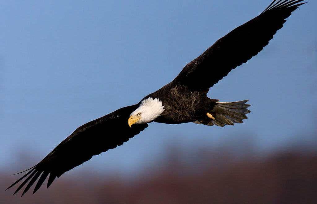 Eagle vs drone