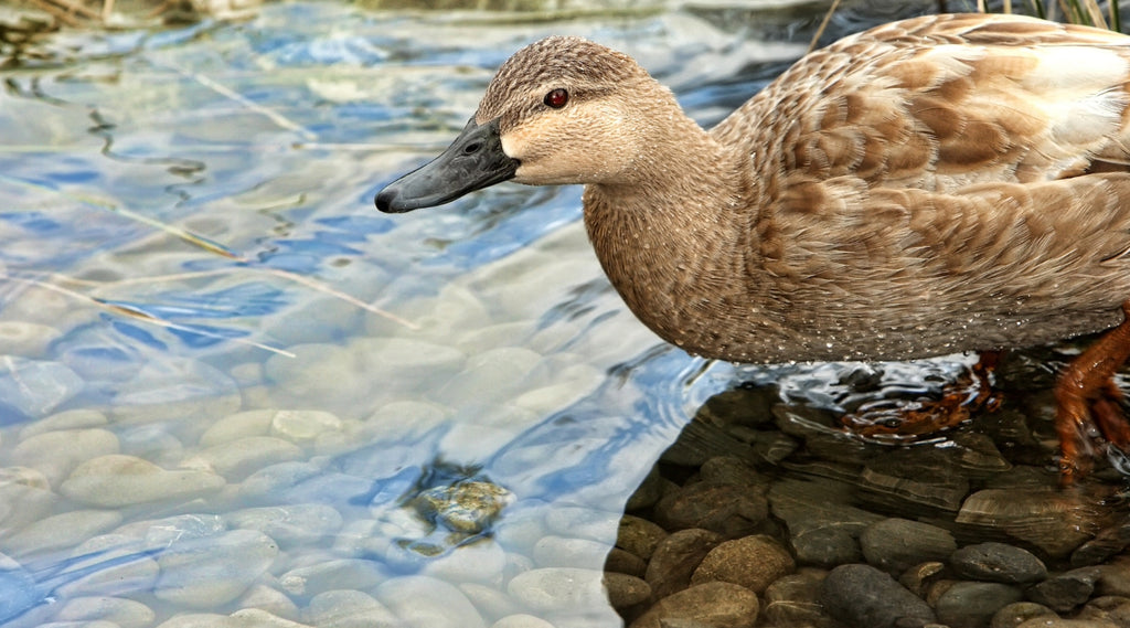 Feeding ducks at the park? First, do no harm.