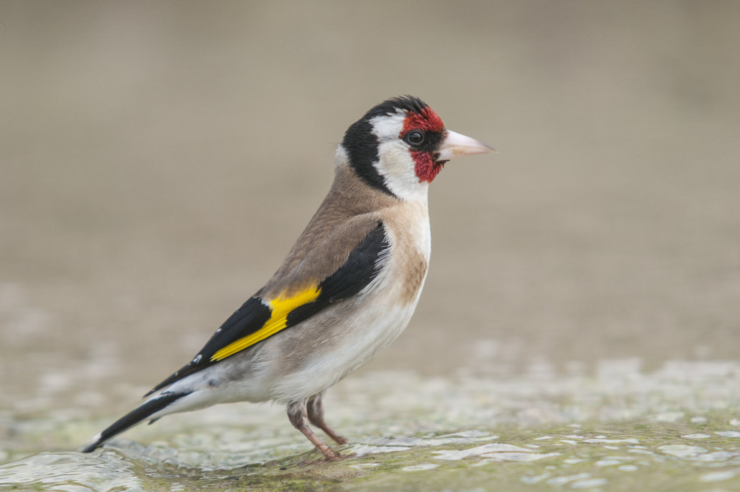 A goldfinch in New Zealand
