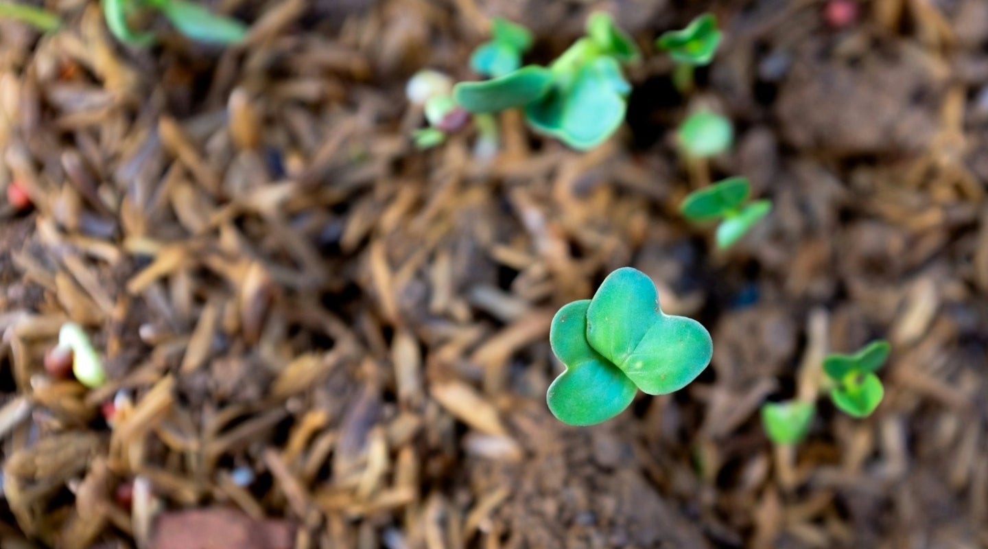 Seed bombs: Weapons of mass germination