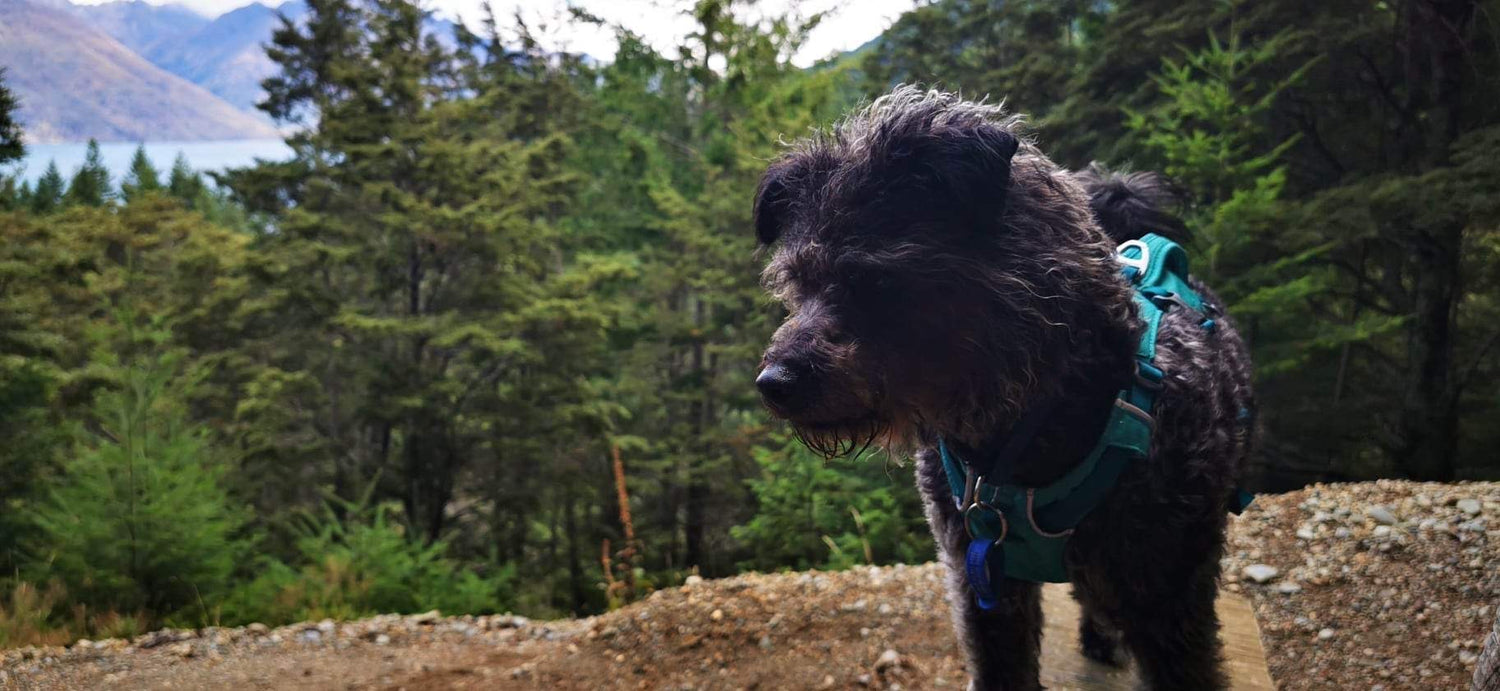 Tramping with dogs: The hows, whys and wheres of hiking with your four-legged friend