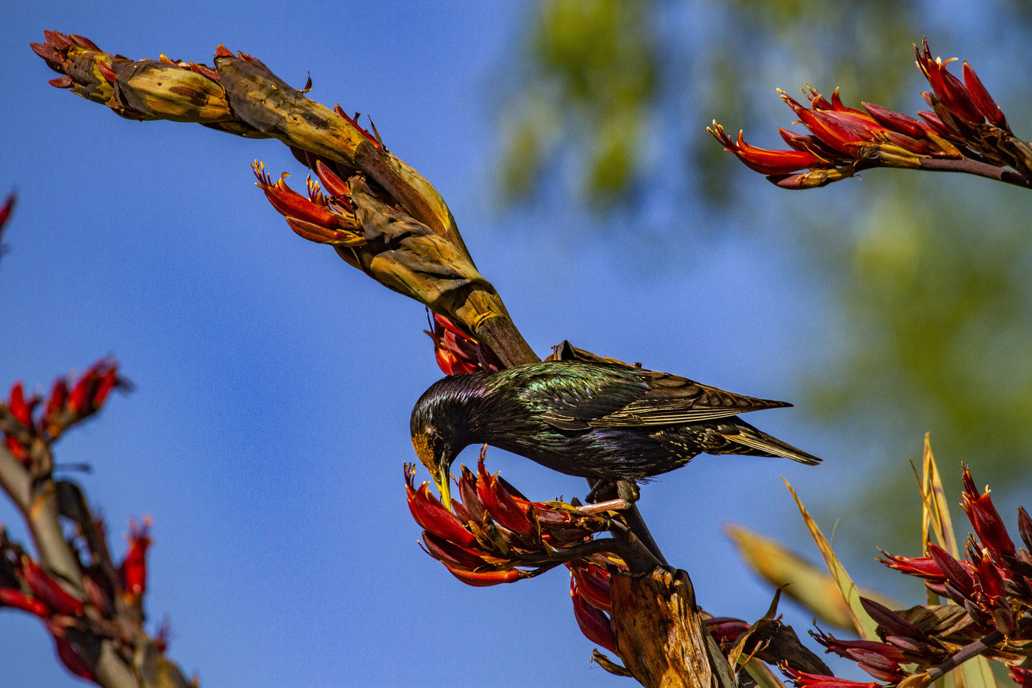 Five tips for photographing birds