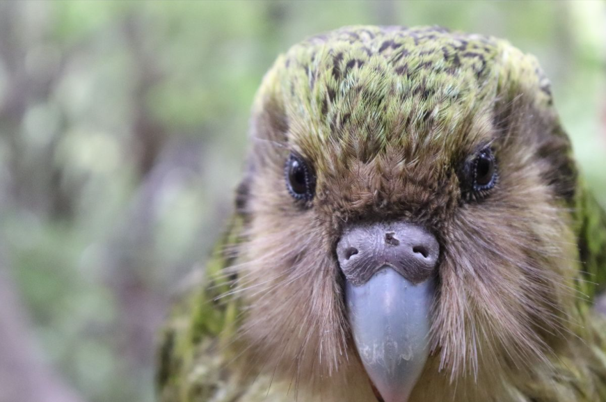 An important time of year for the Kākāpō 
