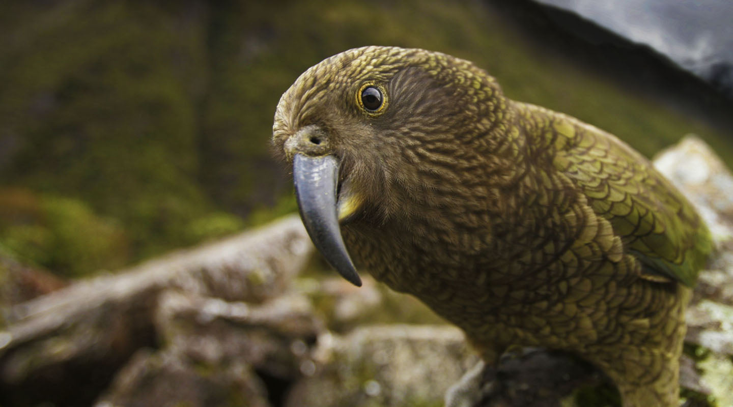 Helping the South Island Wildlife Hospital help birds