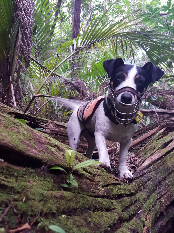E-scential Workers: Dogs who support conservation efforts
