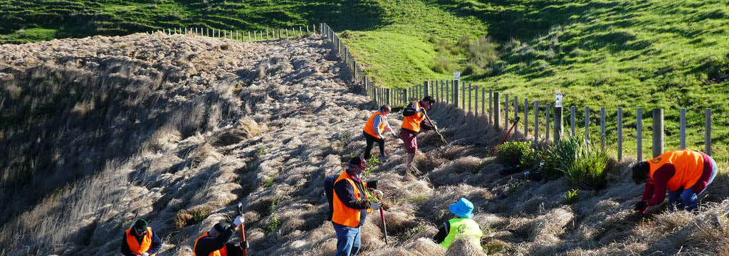 Does New Zealand need Arbor Day?