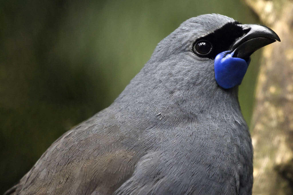 Bird of the Year announced