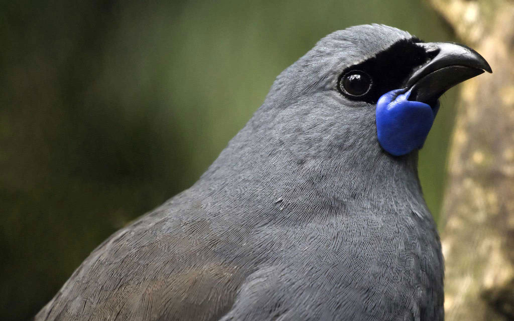 NZ Forest & Bird