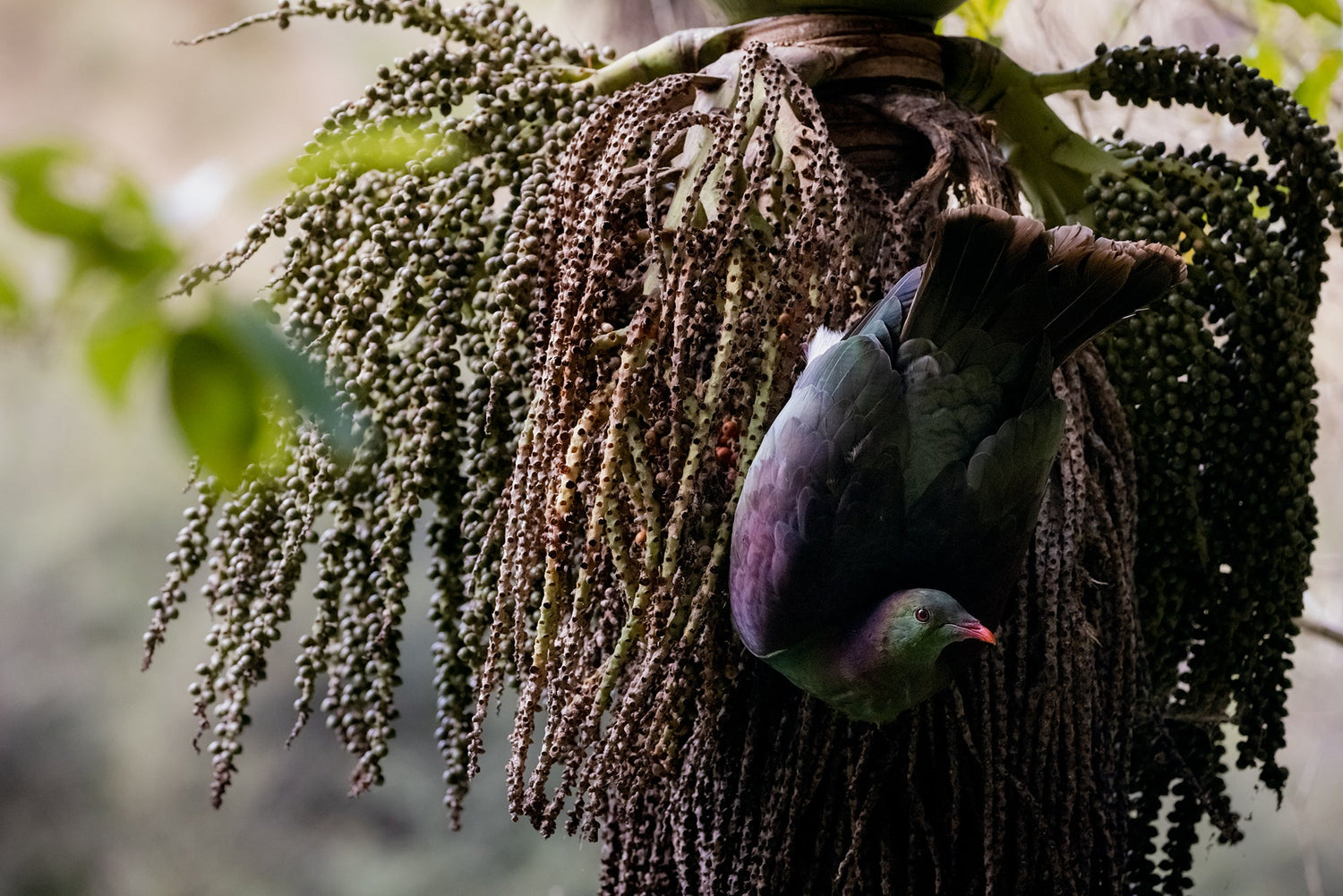 New Zealand Garden Bird Survey