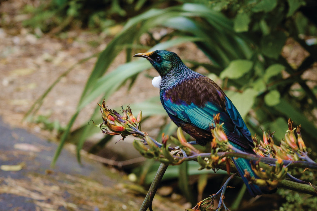 Meet the tūī