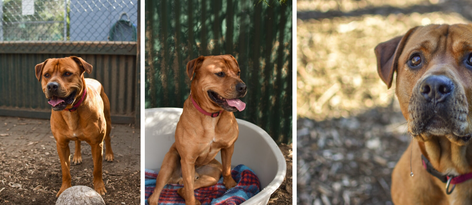 Thanks to Dogwatch, Boss finds a forever home