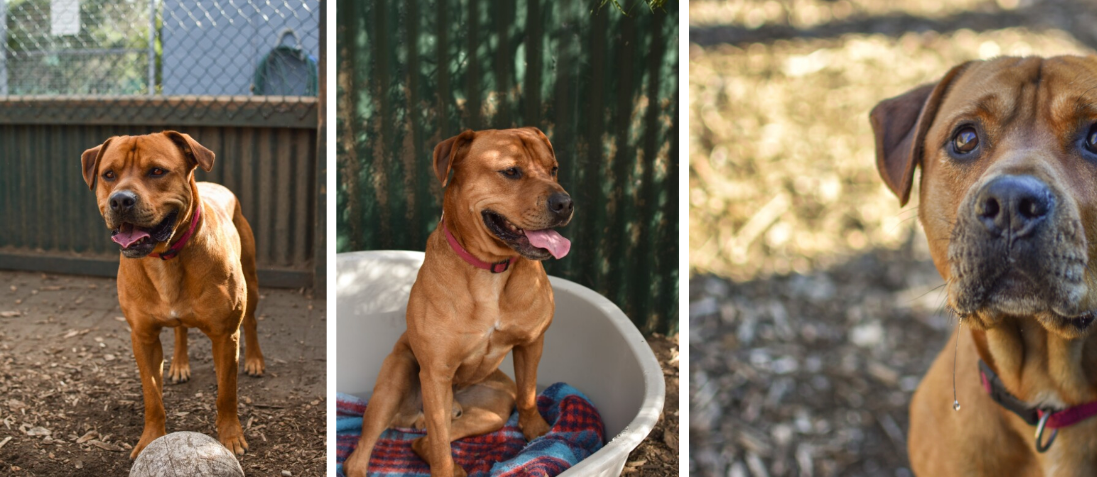 Dogwatch sanctuary clearance