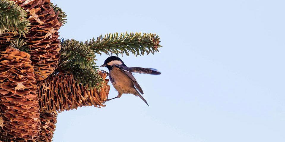 Seeds of thought - How wild birds grow forests