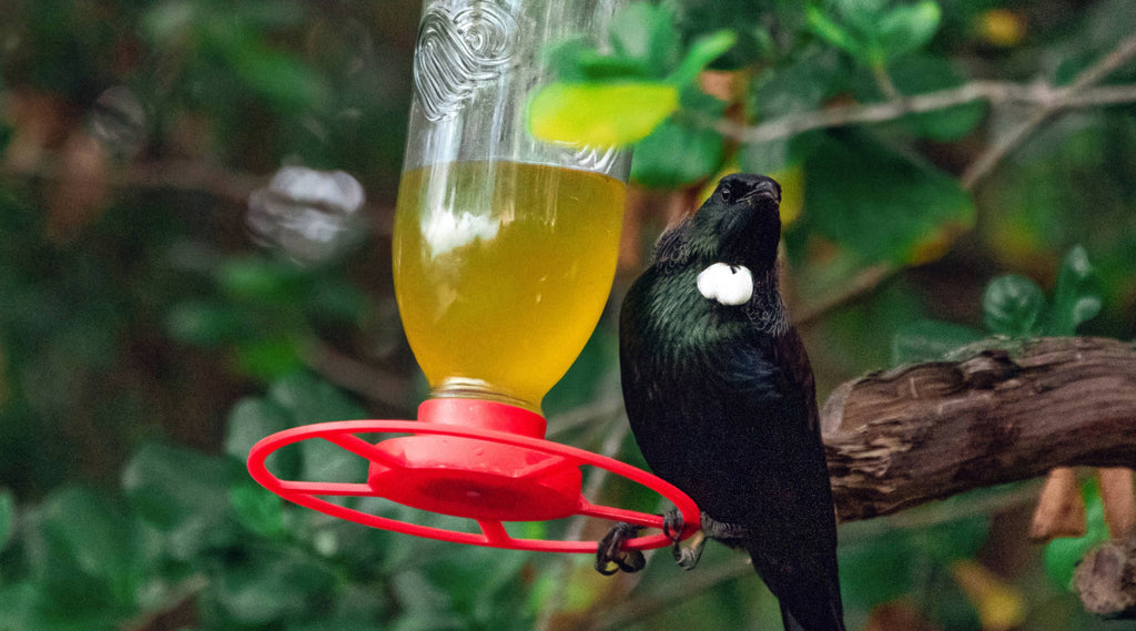 A tui pauses from drinking at a Topflite Nectar Feeder