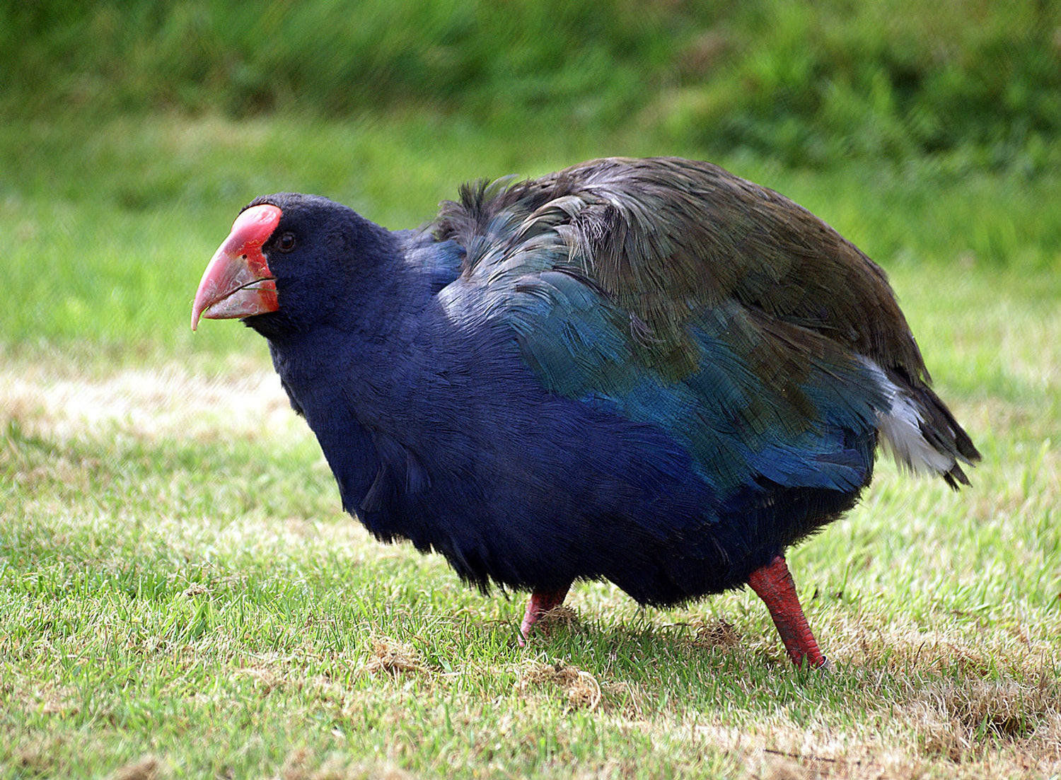 Our world of nature: Takahē counts, new books and more…