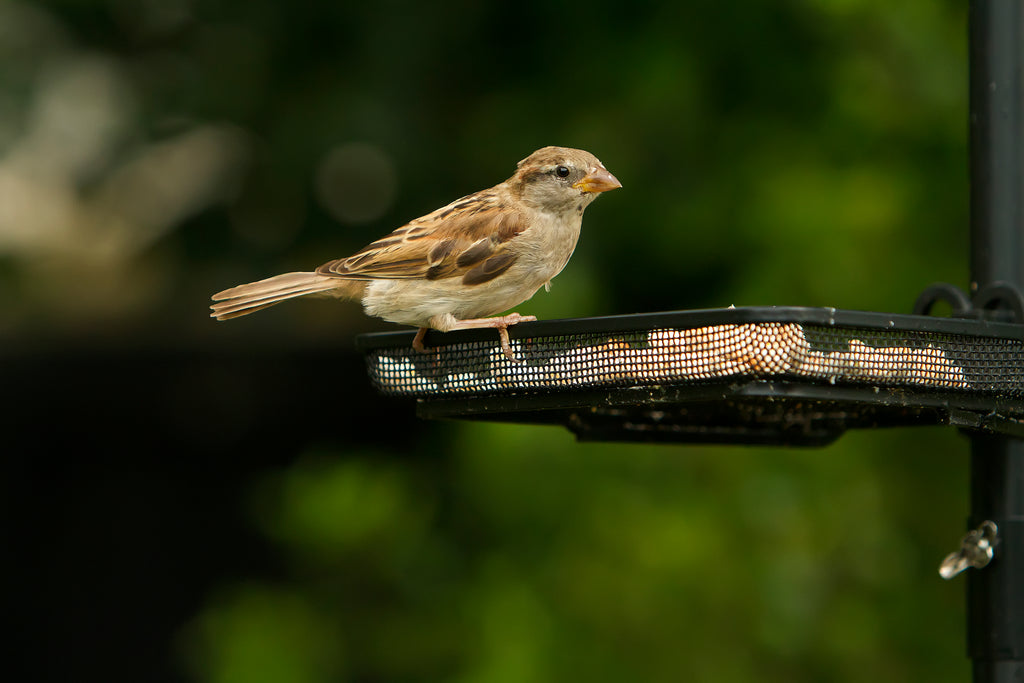 How to clean a bird feeder (and why it is so very important that you do)