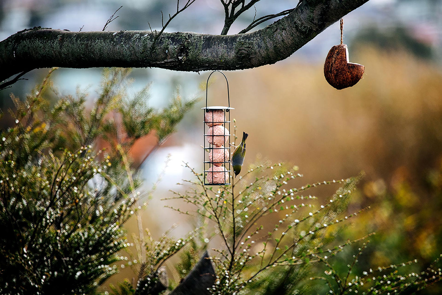 How to use a bird feeder correctly