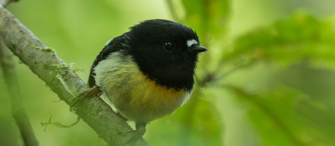 NZ Bird of the Year hopeful, the Tomtit