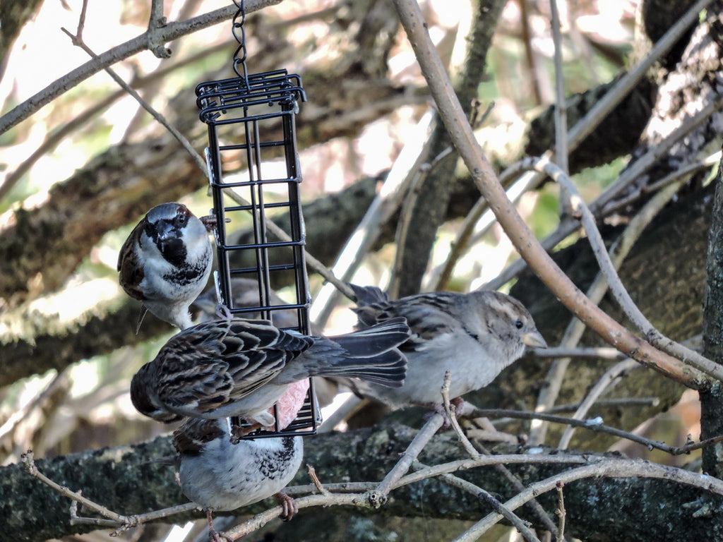 What feed to feed? How different bird feed can attract different feathers 