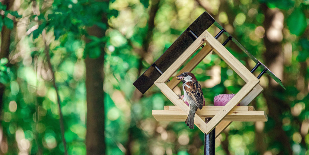 Tree-free bird feeders for New Zealand gardens