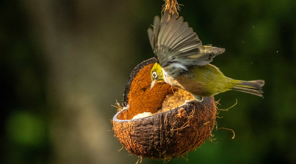 Silvereye feeding on a Topflite Wild Bird Energy Coconut Feeder