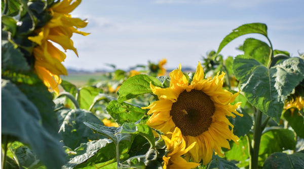 From seed to feed: The Topflite sunflowers