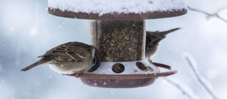Bird feeder maintenance tips