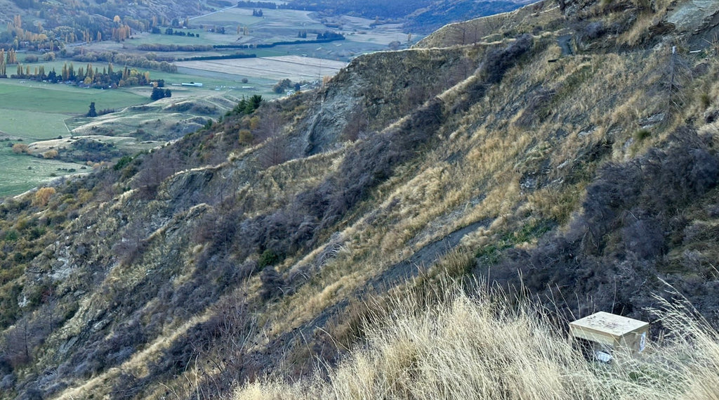 Winter trapping tips with the Whakatipu Wildlife Trust