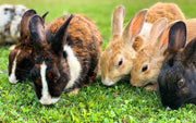 The why, how and hay-now of rabbit nutrition