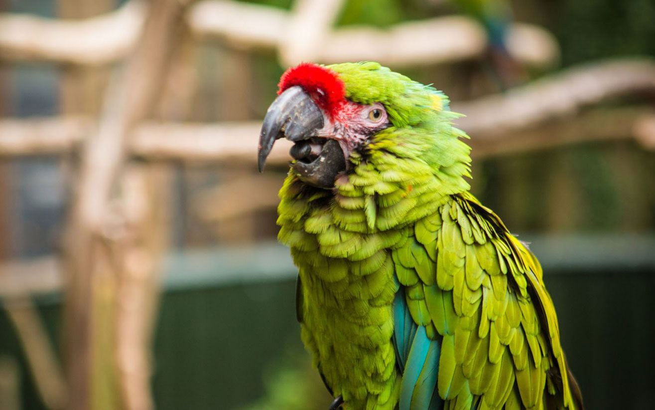 Battle of the Birds: The 2018 National Bird Show