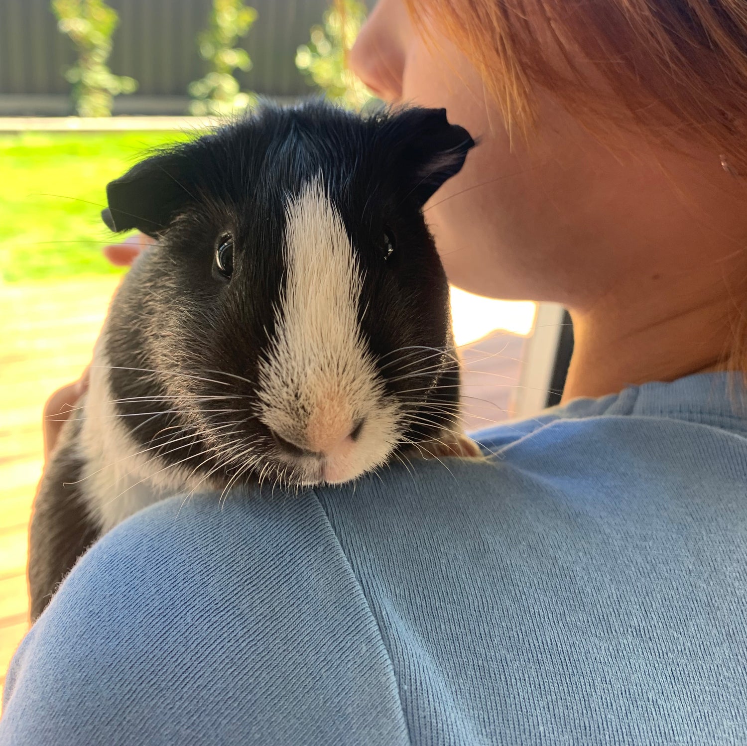 Pet ambition: So the kids want to get guinea pigs or rabbits...