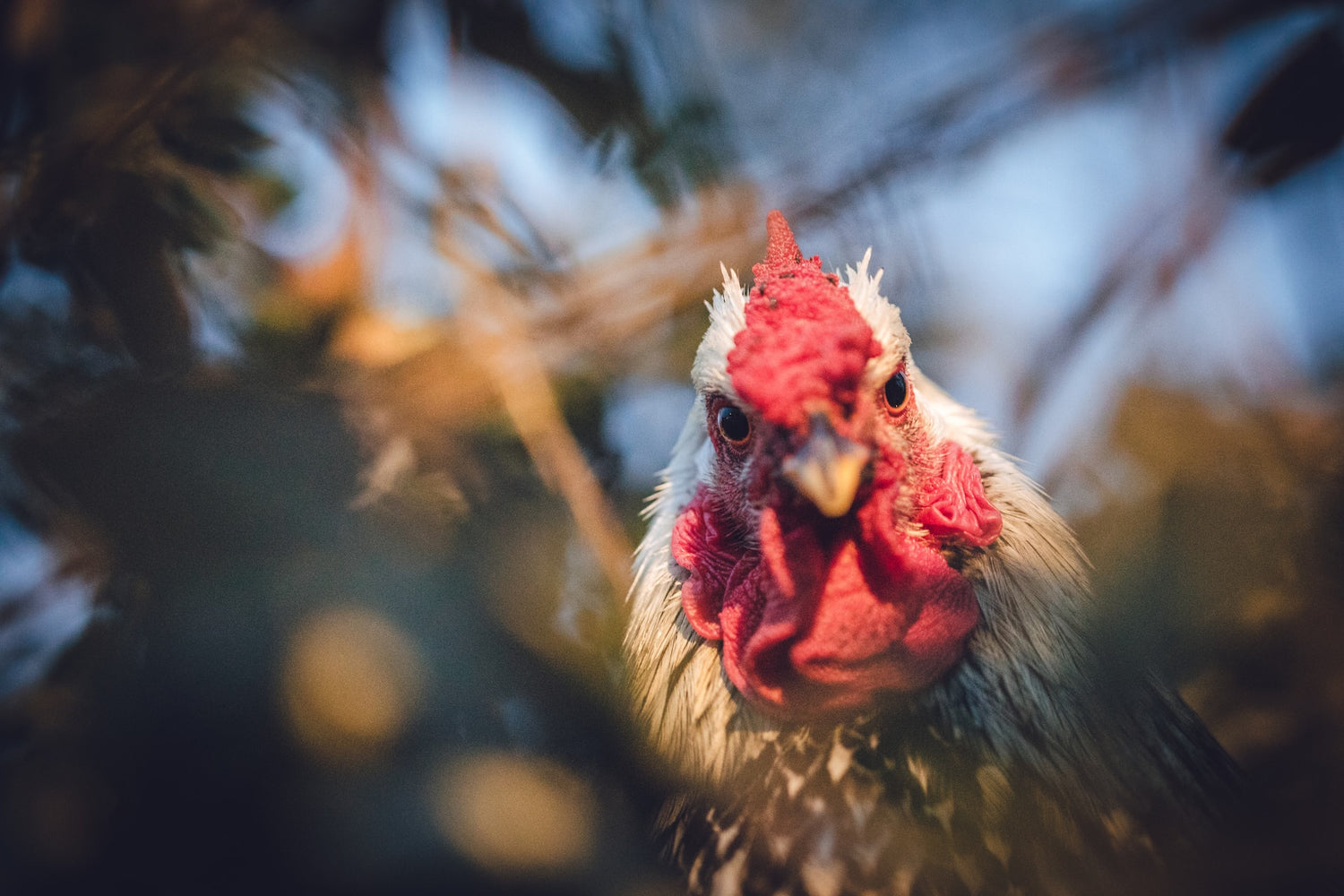 What the bok?! Chicken language explained.