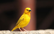 Canary Nutrition