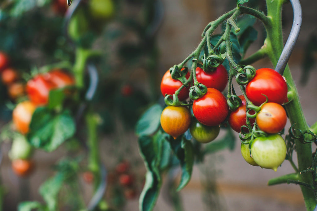 Backyard Bounty: Tomatoes